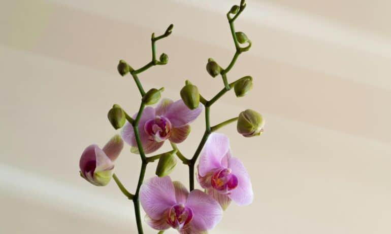 Viskas apie orchidėjų priežiūrą žiemą