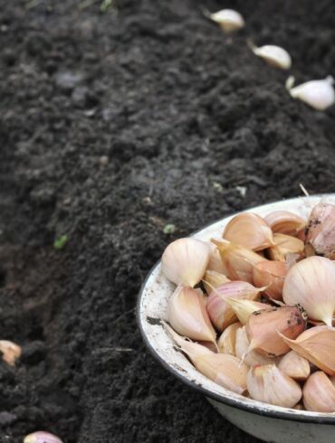 Žieminiai česnakai: kaip jų pasisodinti?