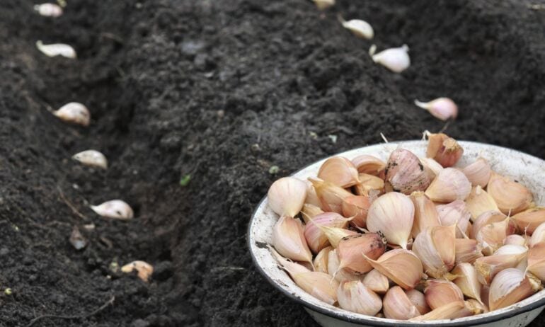 Žieminiai česnakai: kaip jų pasisodinti?