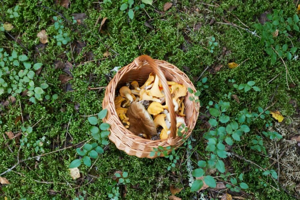 Kaip teisingai ruošti grybus