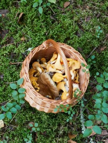 Kaip teisingai ruošti grybus