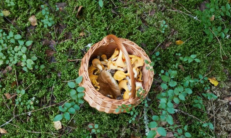 Kaip teisingai ruošti grybus