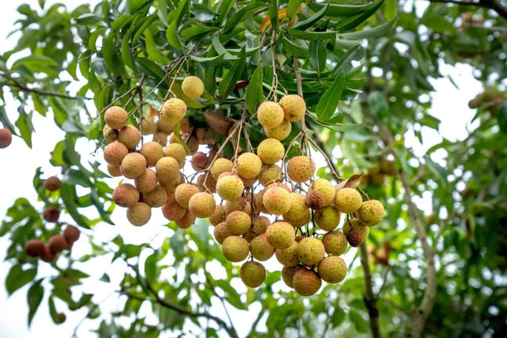 Longano vaisiai