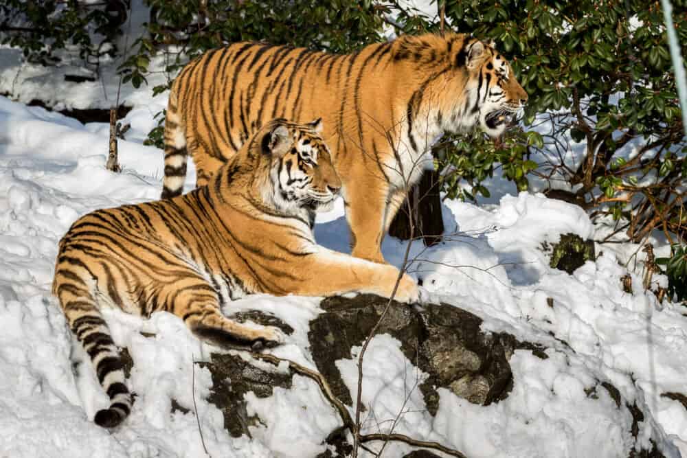 Norvegijos Zoo parkas / Shutterstock