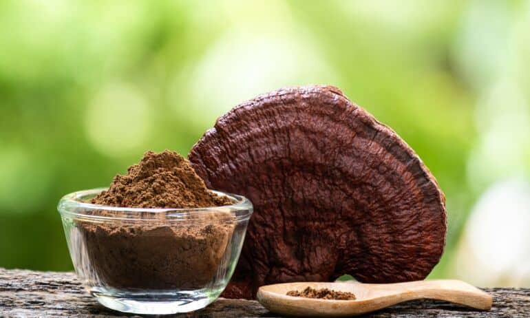 Reishi grybas