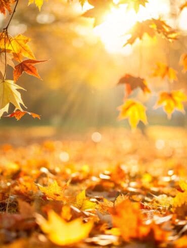 Rudens gamta