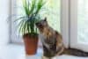 Dracena gėlė