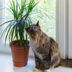 Dracena gėlė