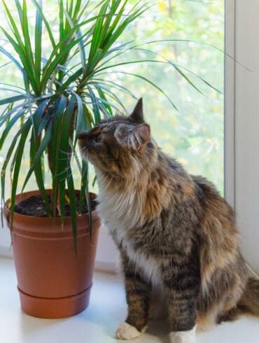 Dracena gėlė