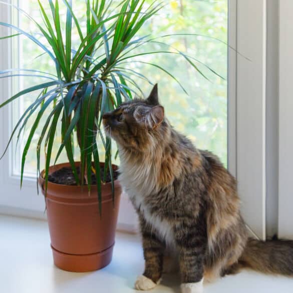 Dracena gėlė