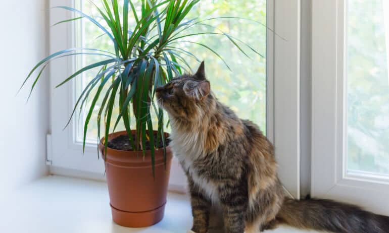Dracena gėlė
