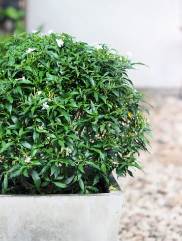 Gardenija