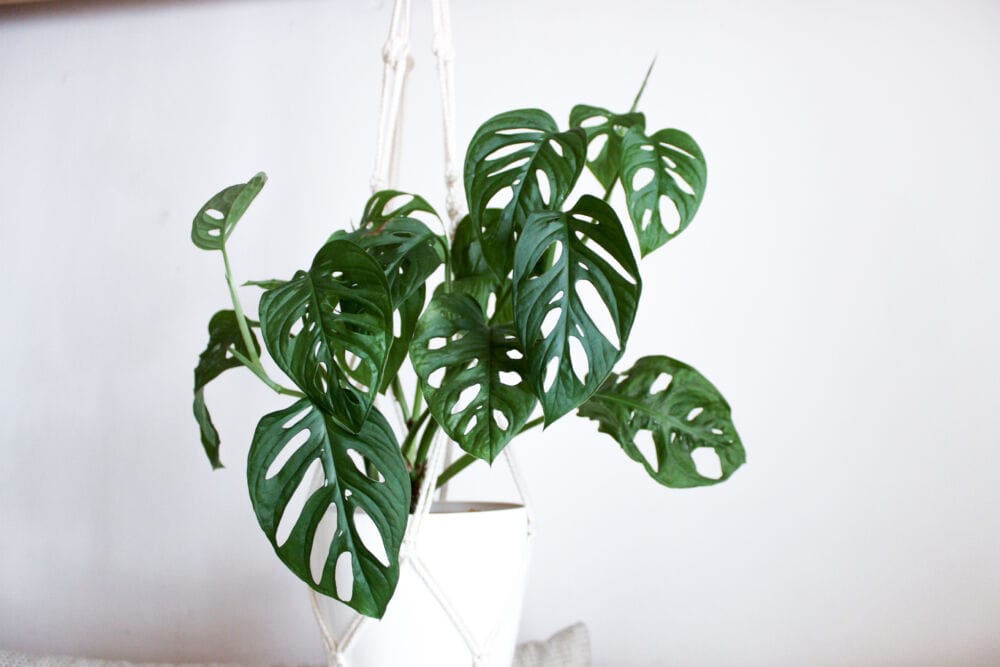 Vijoklinė monstera / Shutterstock