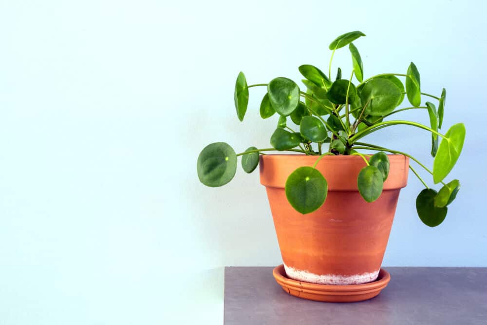 Pilea peperomioides 'Sugar' / Shutterstock nuotrauka