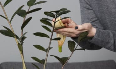 Natūralios priemonės dulkėms valyti: kaip valyti gėlių lapus be chemijos