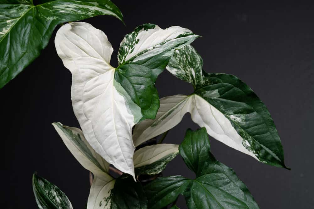 Monstera adansonii 'Variegata' / Shutterstock nuotrauka