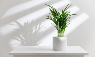 Palmė