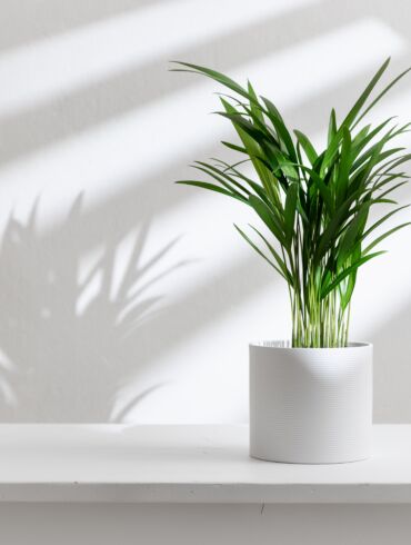 Palmė