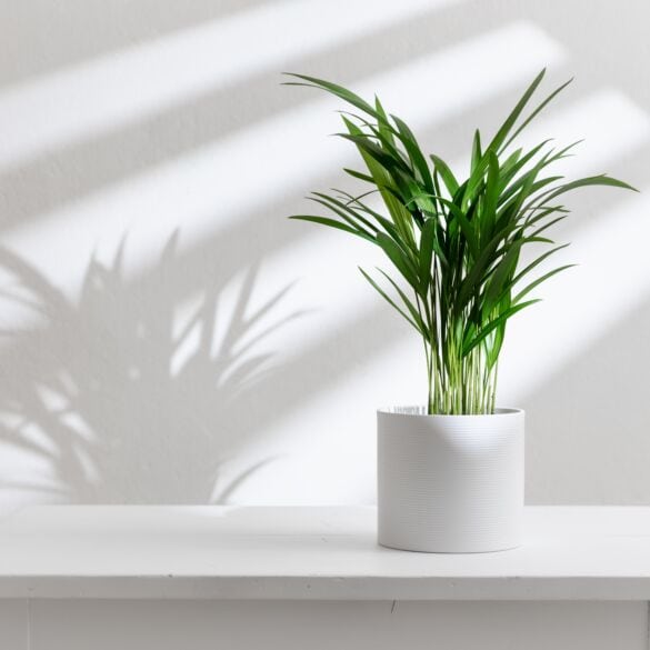 Palmė