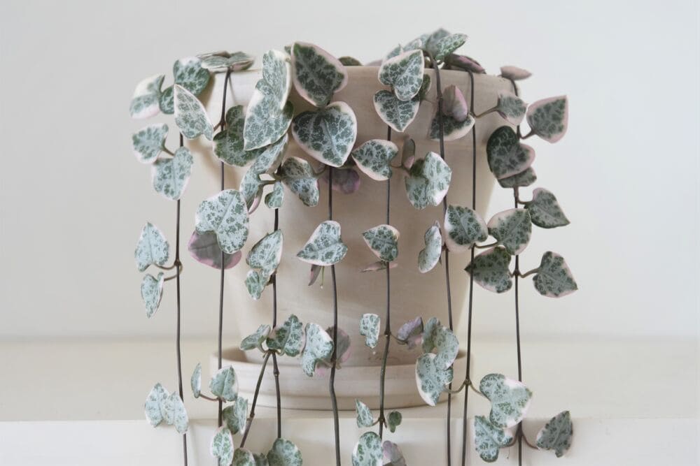 String of Hearts (Ceropegia woodii) / Shutterstock nuotrauka