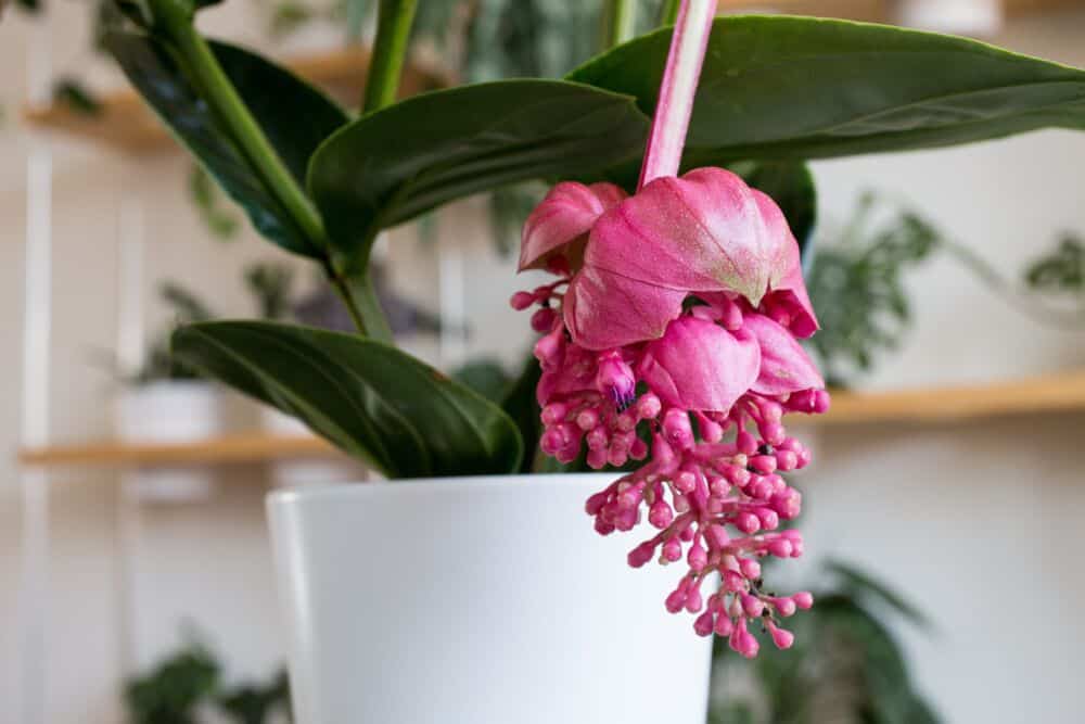 Medinilla magnifica / Shutterstock nuotrauka