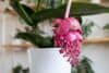 Medinilla magnifica / Shutterstock nuotrauka