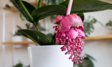 Medinilla magnifica / Shutterstock nuotrauka