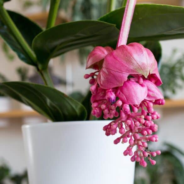 Medinilla magnifica / Shutterstock nuotrauka