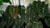 Anthurium clarinervium / Shutterstock nuotrauka