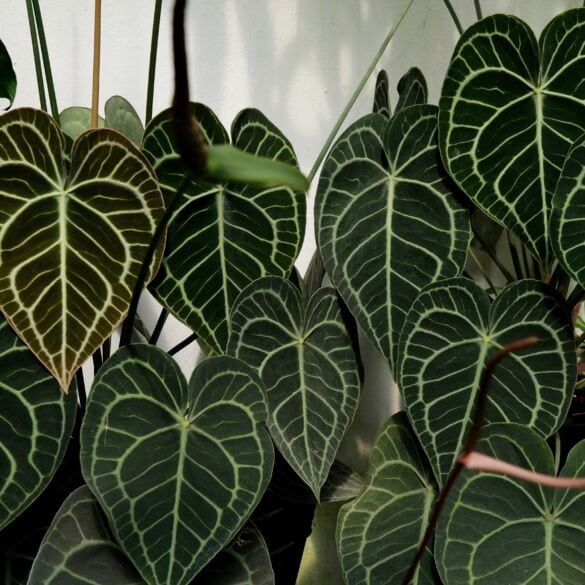 Anthurium clarinervium / Shutterstock nuotrauka