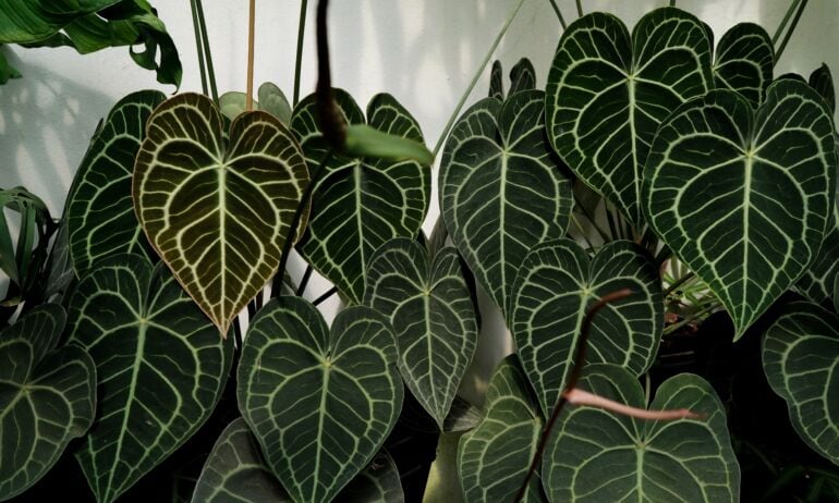 Anthurium clarinervium / Shutterstock nuotrauka