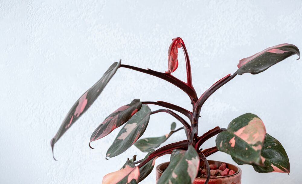 Philodendron 'Pink Princess' / Shutterstock nuotrauka