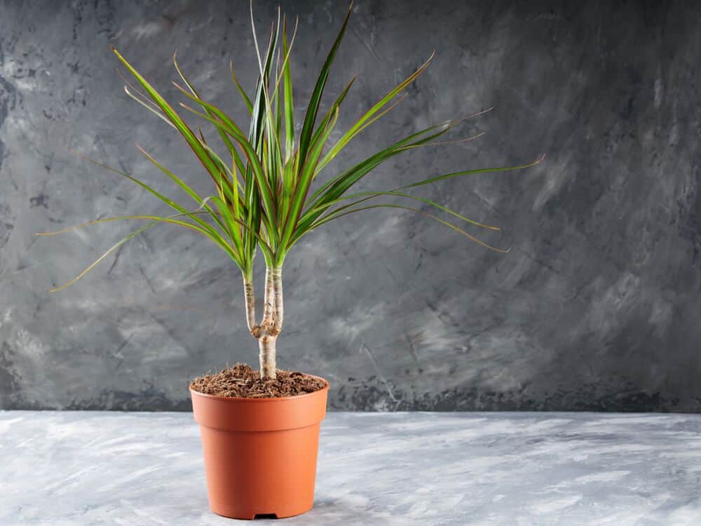 Dracena / Shutterstock