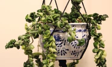 Hoya carnosa 'Compacta'