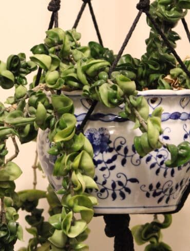 Hoya carnosa 'Compacta'