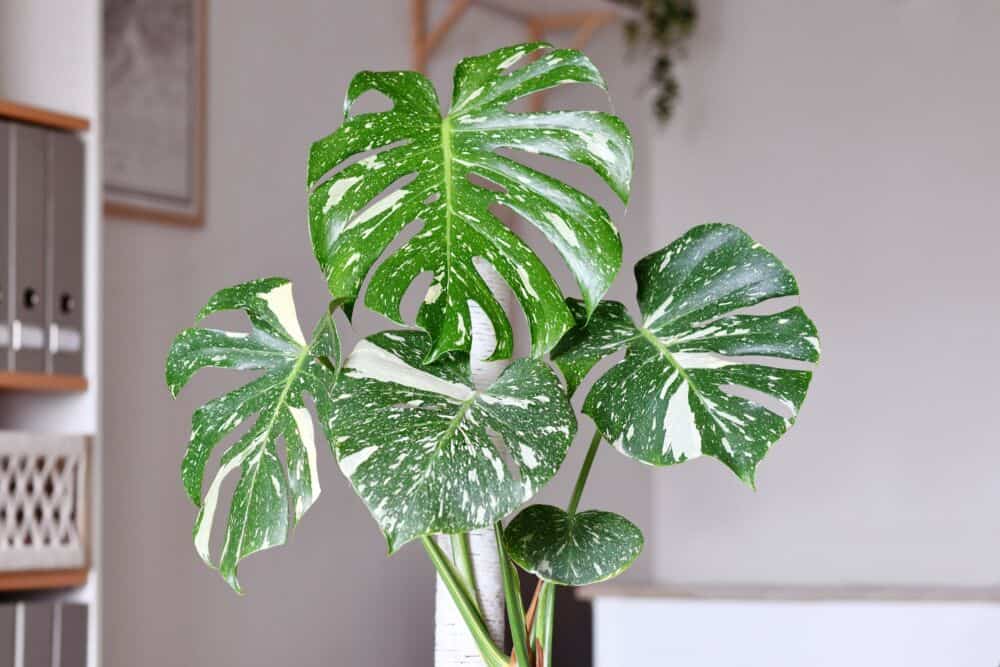 Monstera Thai Constellation / Shutterstock
