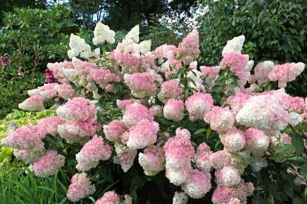 sluotelines hortenzijos vanilla fraise