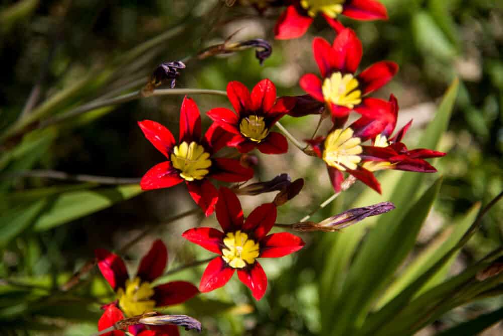 Gėlės sparaksiai / Shutterstock