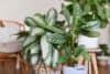 Aglaonema (Aglaonema) – „Kinų visterija“