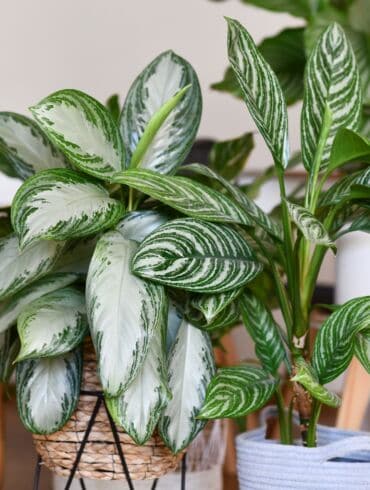 Aglaonema (Aglaonema) – „Kinų visterija“