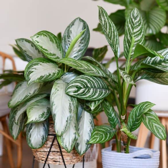 Aglaonema (Aglaonema) – „Kinų visterija“