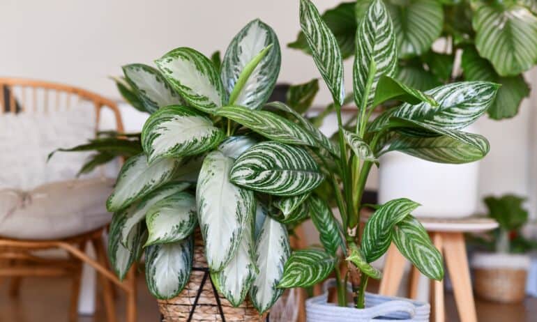 Aglaonema (Aglaonema) – „Kinų visterija“