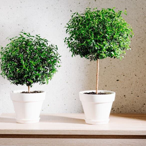 mirta