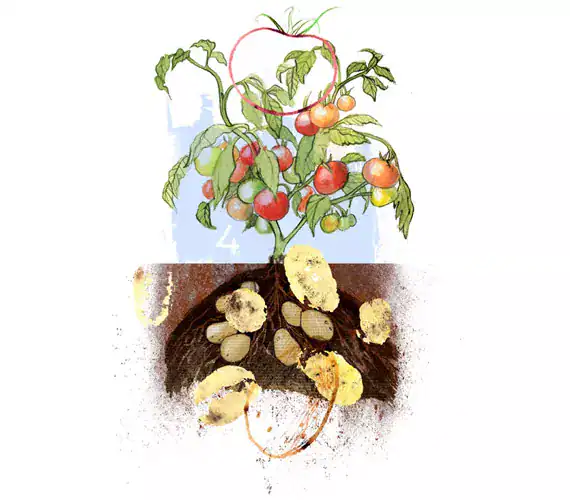 Bulvidoras / cannagardening.com
