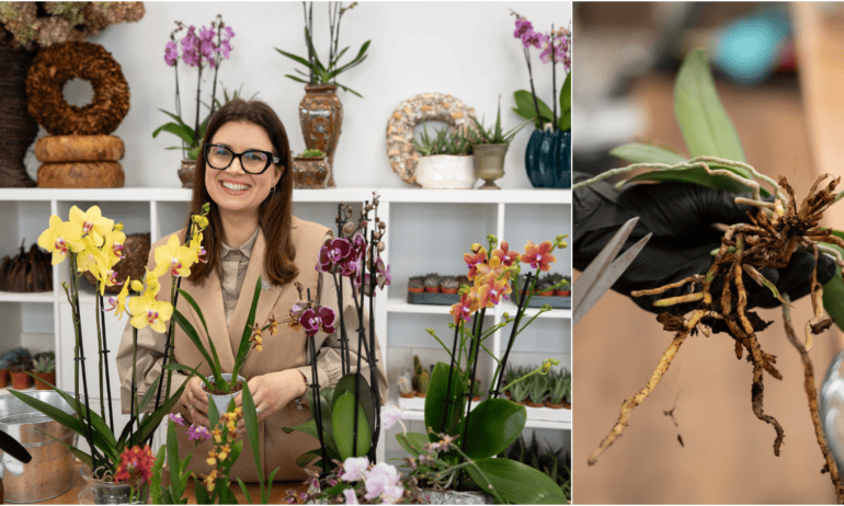 Kaip prižiūrėti ir persodinti orchidėją