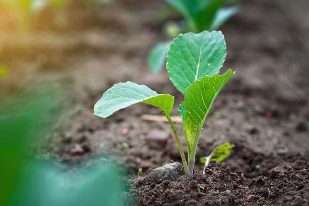 Kada sėti kopūstus 2026: kopūsto daigai / Shutterstock