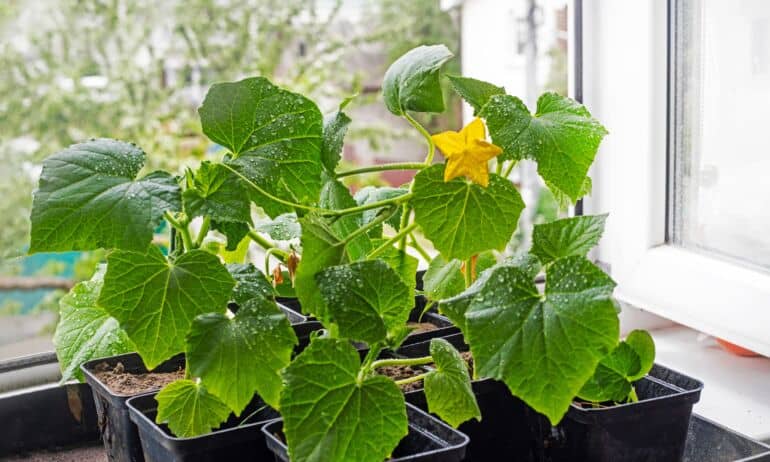 Kada sėti agurkus 2025