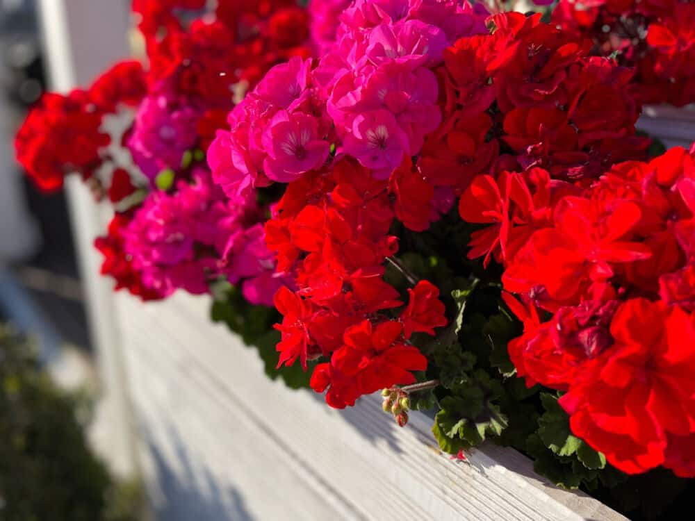 pelargonijos