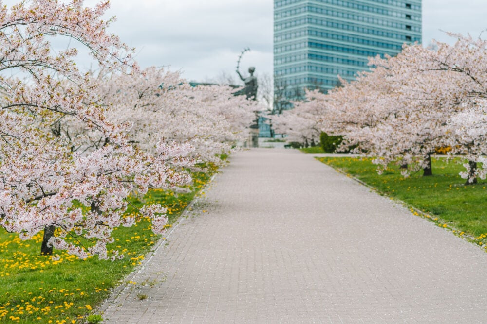 Sakuros Lietuvoje / Shutterstock