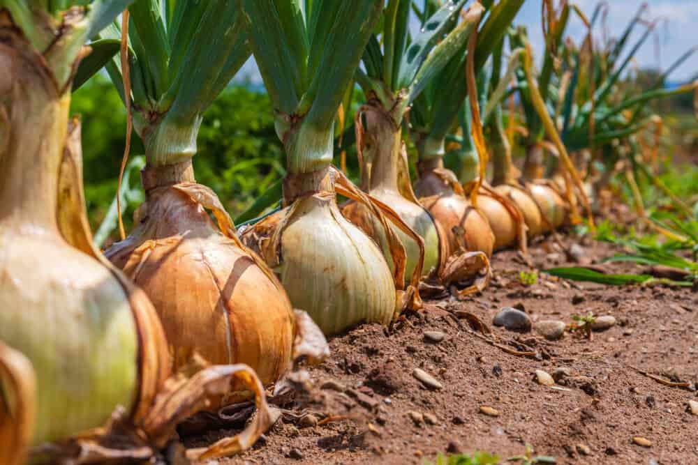 Svogūnų auginimas / Shutterstock